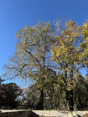 Destruction d’un nid de frelons à 20 mètres de hauteur à Tassin-la-Demi-Lune : une intervention technique entre deux bâtiments sensibles