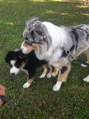 éduquer son chien pour personnes handicapées ou à mobilité réduite Gironde