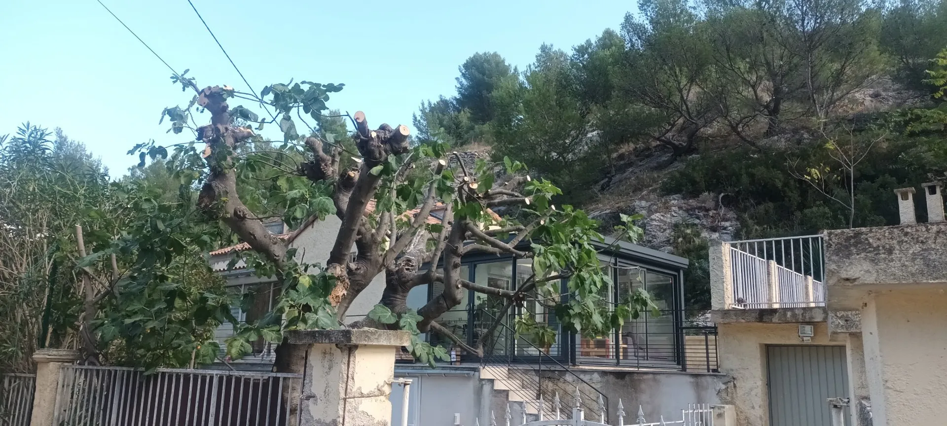 Élagage d un figuier à Marseille proche d'Aubagne