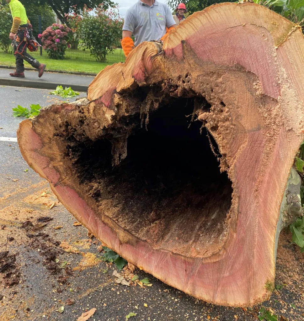 Abattage en démontage d'arbres dangereux à l'aide d'une grue proche de Fécamp 76