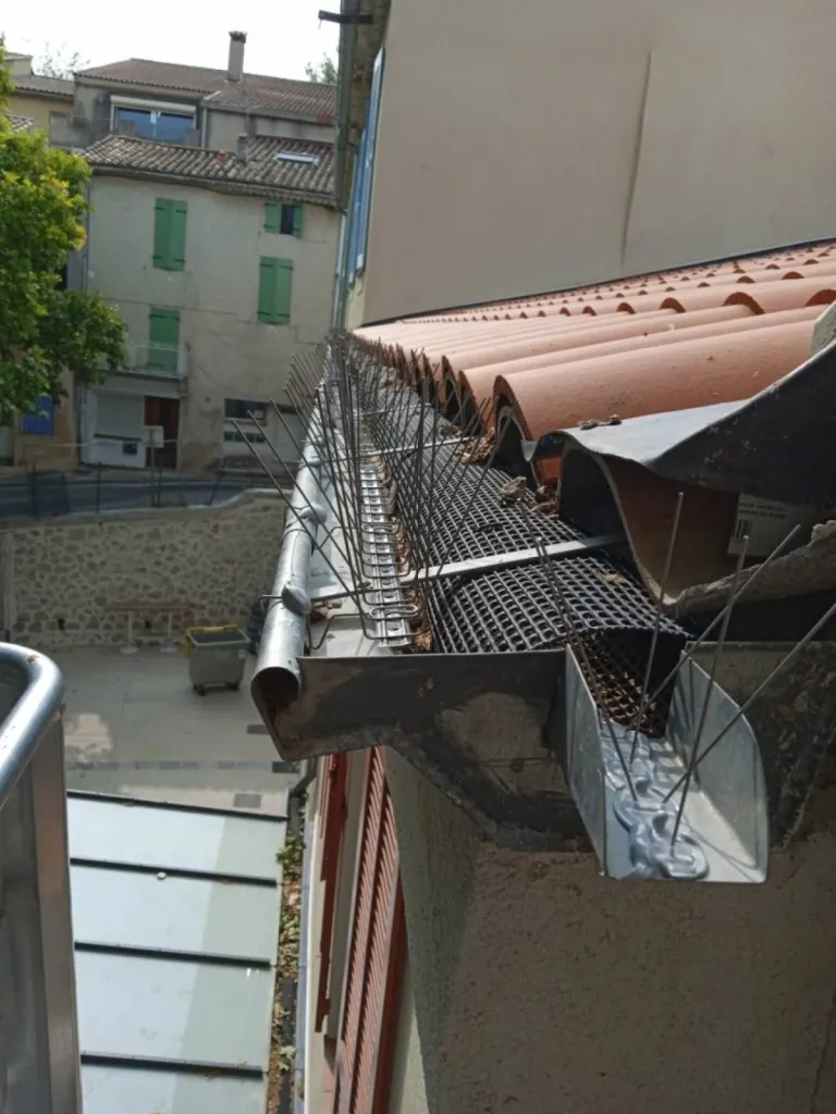 pic sur gouttière contre les pigeons