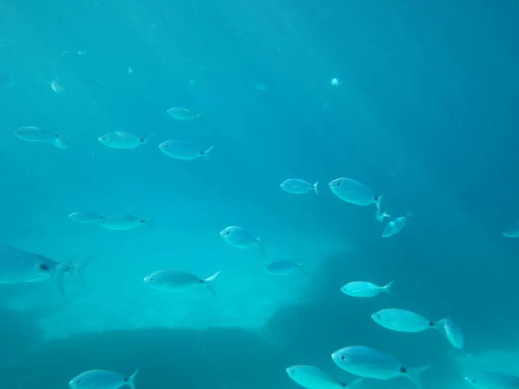 baignades dans les calanques
