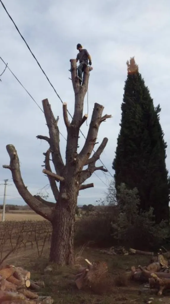 Abattage d'un gros Pin dangereux