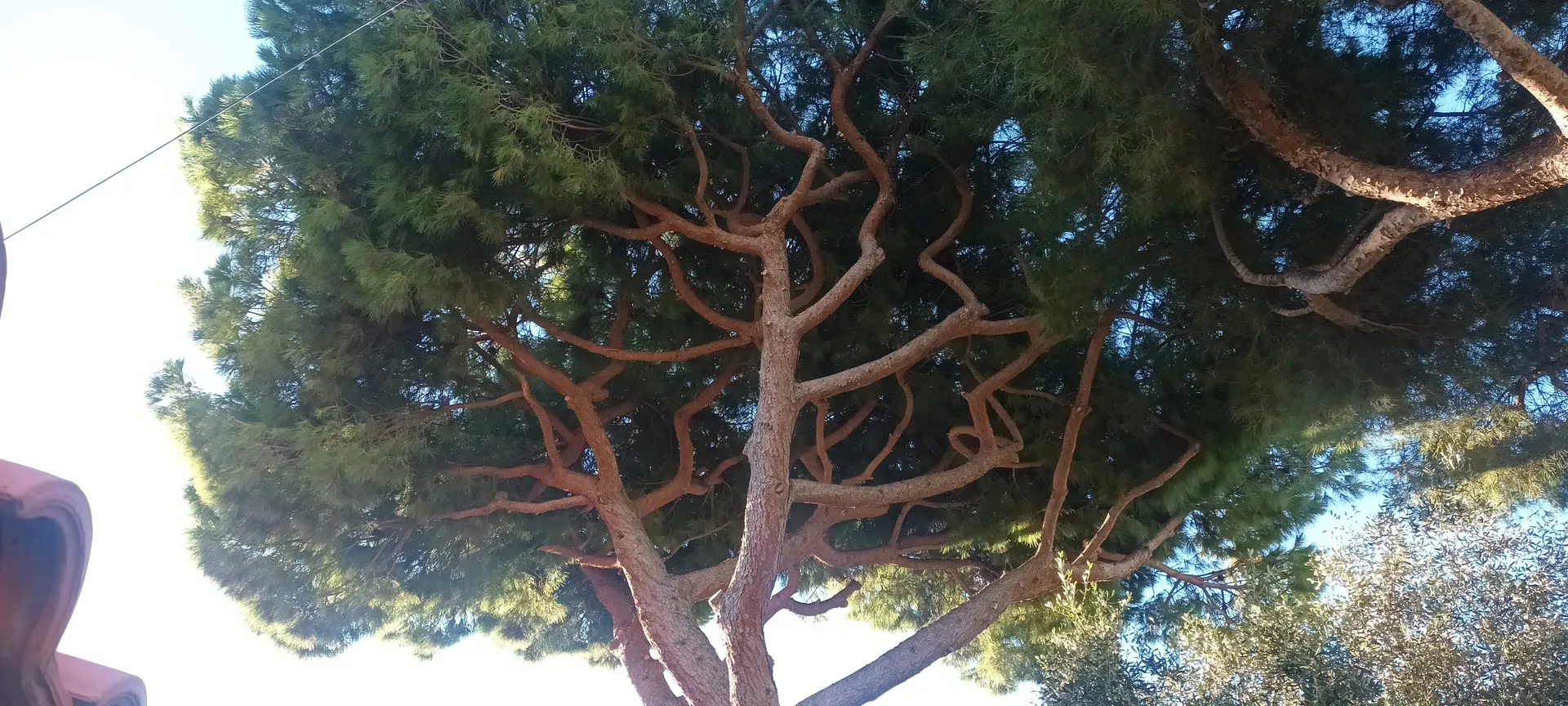 Élagage de pins dans le 8ème à la pointe rouge à Marseille. 