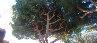 Élagage de pins dans le 8ème à la pointe rouge à Marseille. 