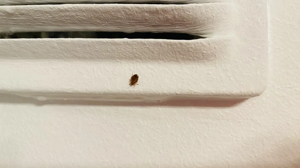 Infestation de punaises de lits dans un appartement à Cannes dans les Alpes Maritimes (06)