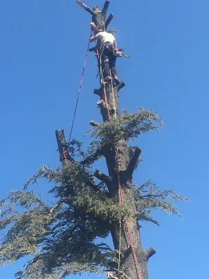 Abattage d’un cèdre bleu à Sorgues (84)