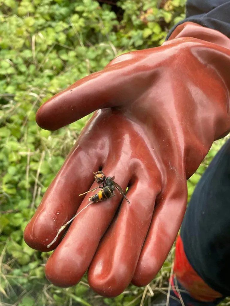 Frelon asiatique mort