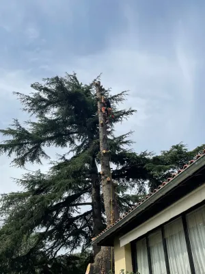 Abattage d'un cèdre bleu à Villeneuve les Avignon par technique de démontage