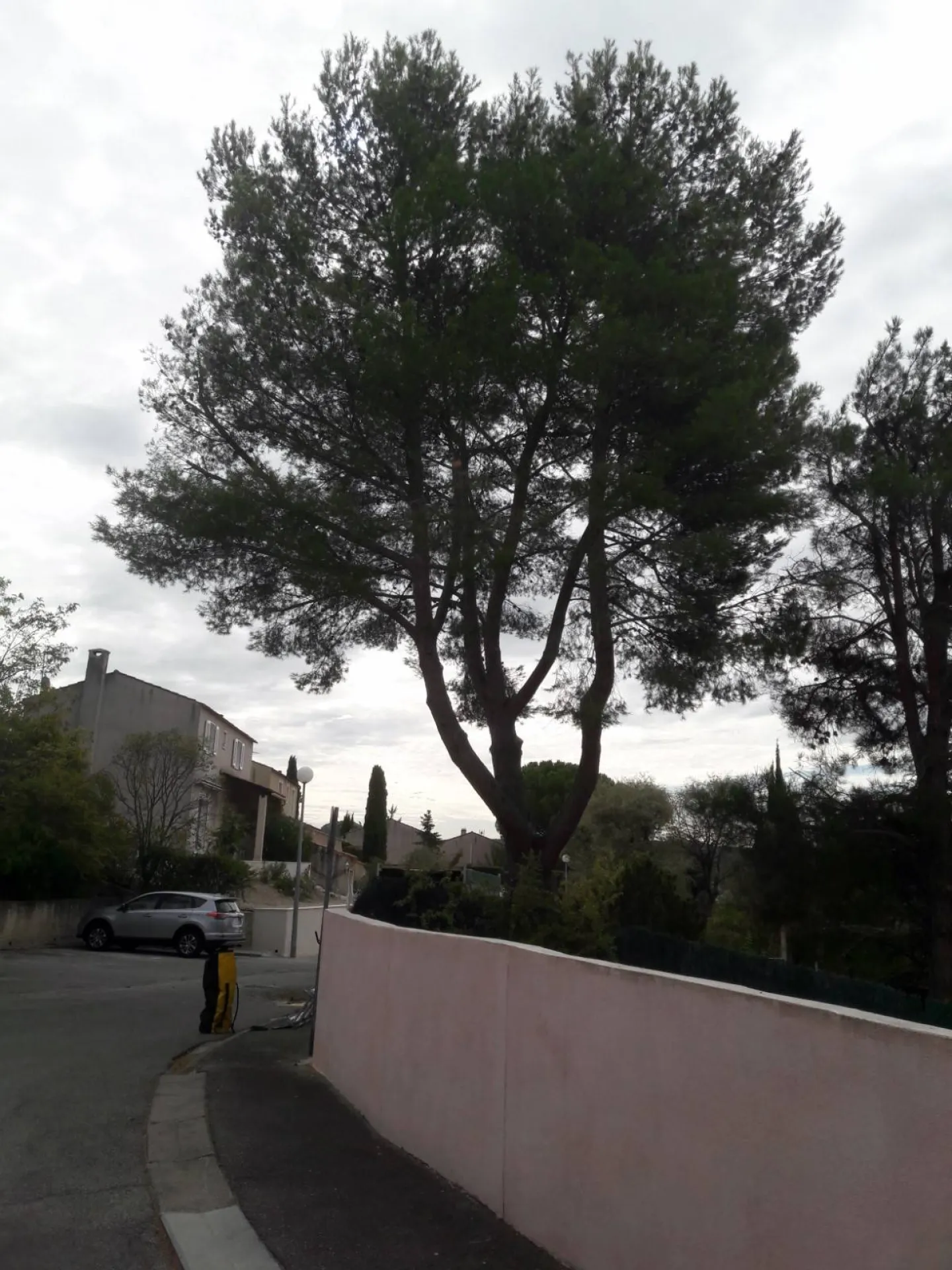 Comment tailler et entretenir des arbres et arbustes Bouc Bel Air