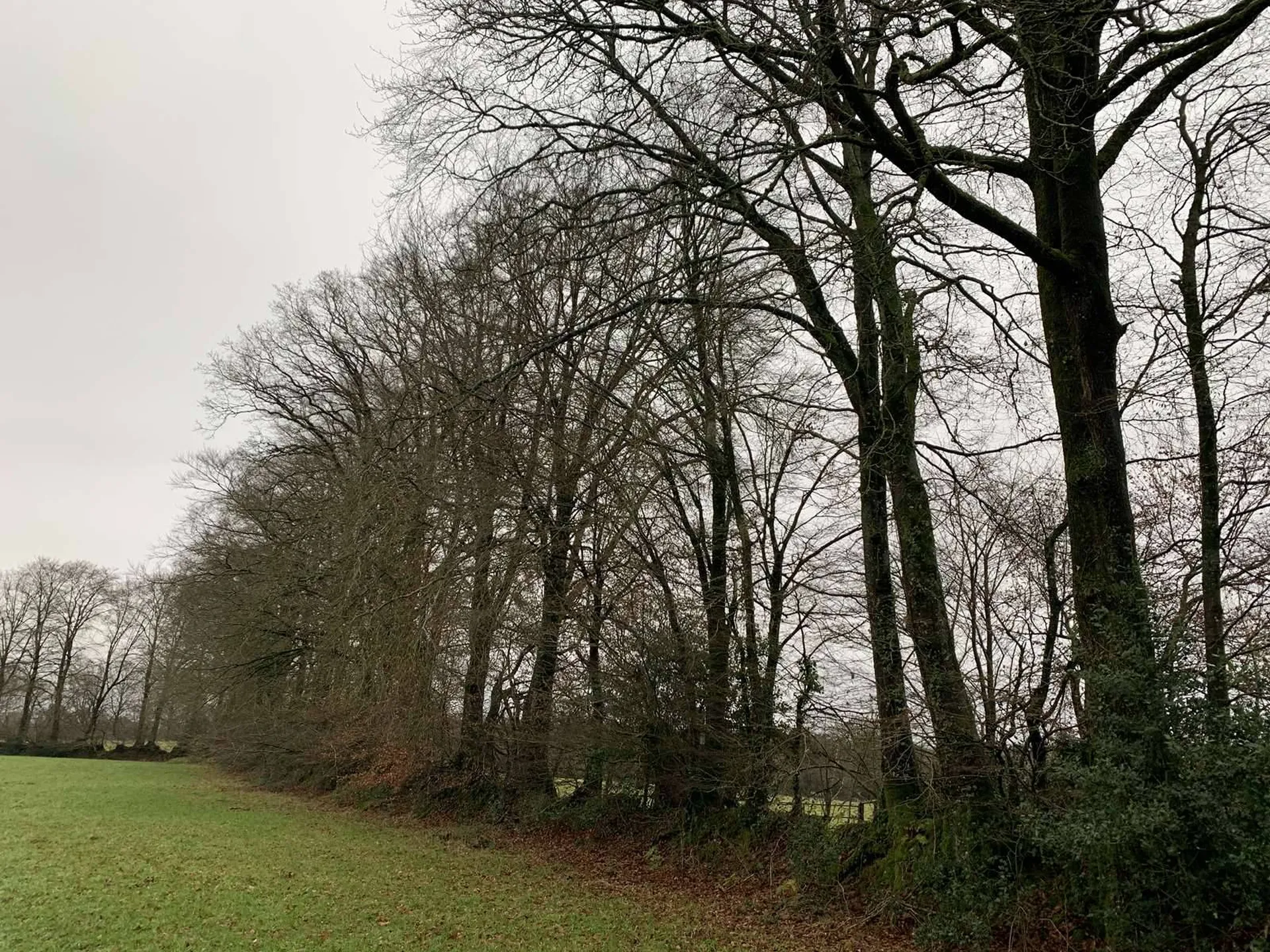 Région SOURDEVAL (MANCHE) Parcelles d'herbage et bois taillis sur 9 HA 10 A