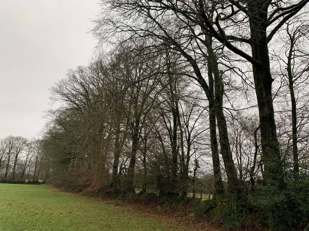 Région SOURDEVAL (MANCHE) Parcelles d'herbage et bois taillis sur 9 HA 10 A