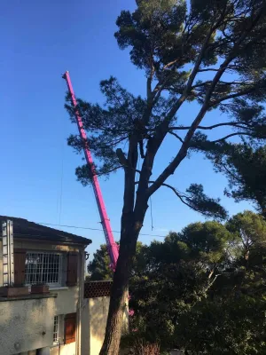 Abattage d'un arbre avec un camion grue à Vedène (Vaucluse) :  sécurité et expertise assurées