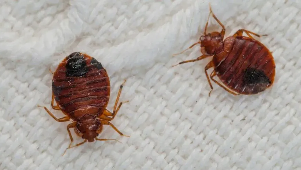 Une punaise de lit visible cache souvent une infestation silencieuse. Expertes en dissimulation, elles se glissent profondément dans les coutures de matelas, les sommiers, les prises électriques et les plinthes de votre chambre. Les insecticides classique