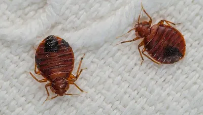Une punaise de lit visible cache souvent une infestation silencieuse. Expertes en dissimulation, elles se glissent profondément dans les coutures de matelas, les sommiers, les prises électriques et les plinthes de votre chambre. Les insecticides classique