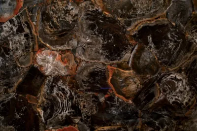 Black Petrified Wood pierre semi-précieuse