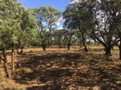 Débroussaillage contre incendie dans la commune de Villeneuve Lez Avignon