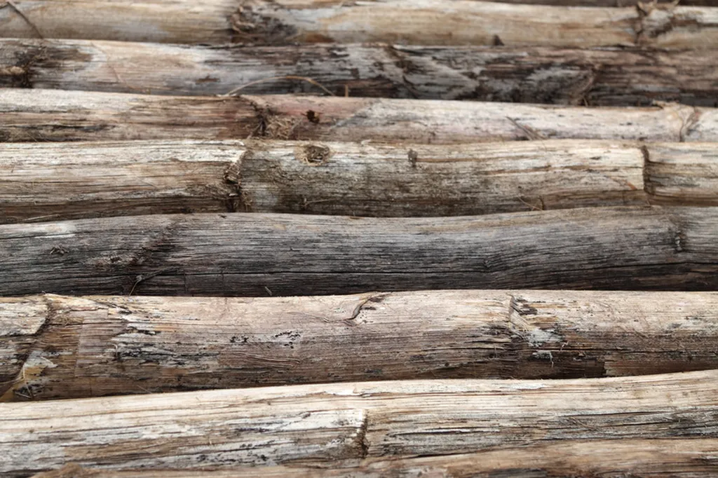 Création d'un jardin avec allée pavée à Aix en Provence
