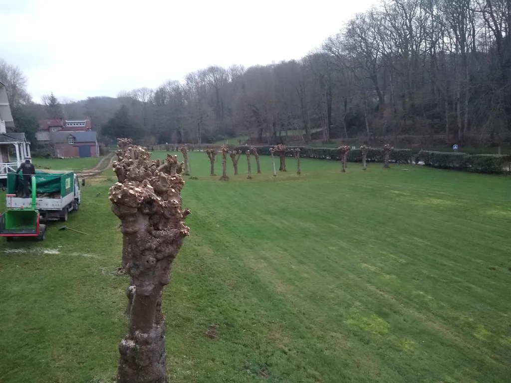 Taille de 40 tilleuls en tête de chat à Vaucotte (76111)