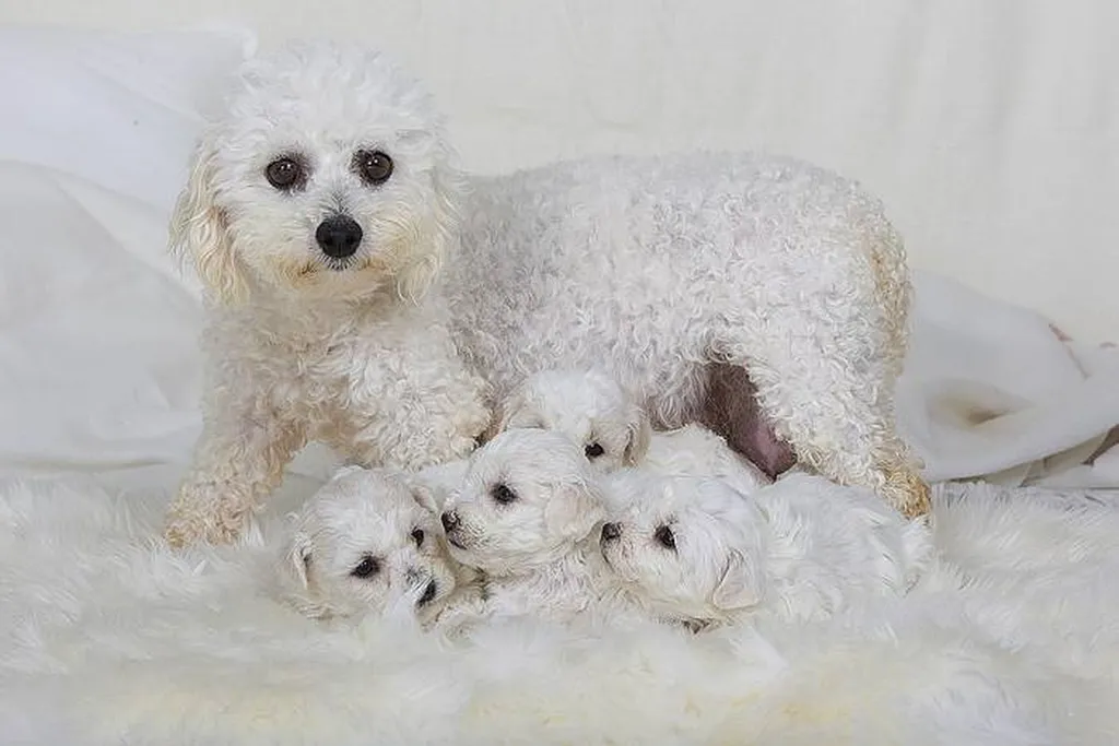 VENTE DE CHIOTS BICHON FRISES AU LOF A AVIGNON