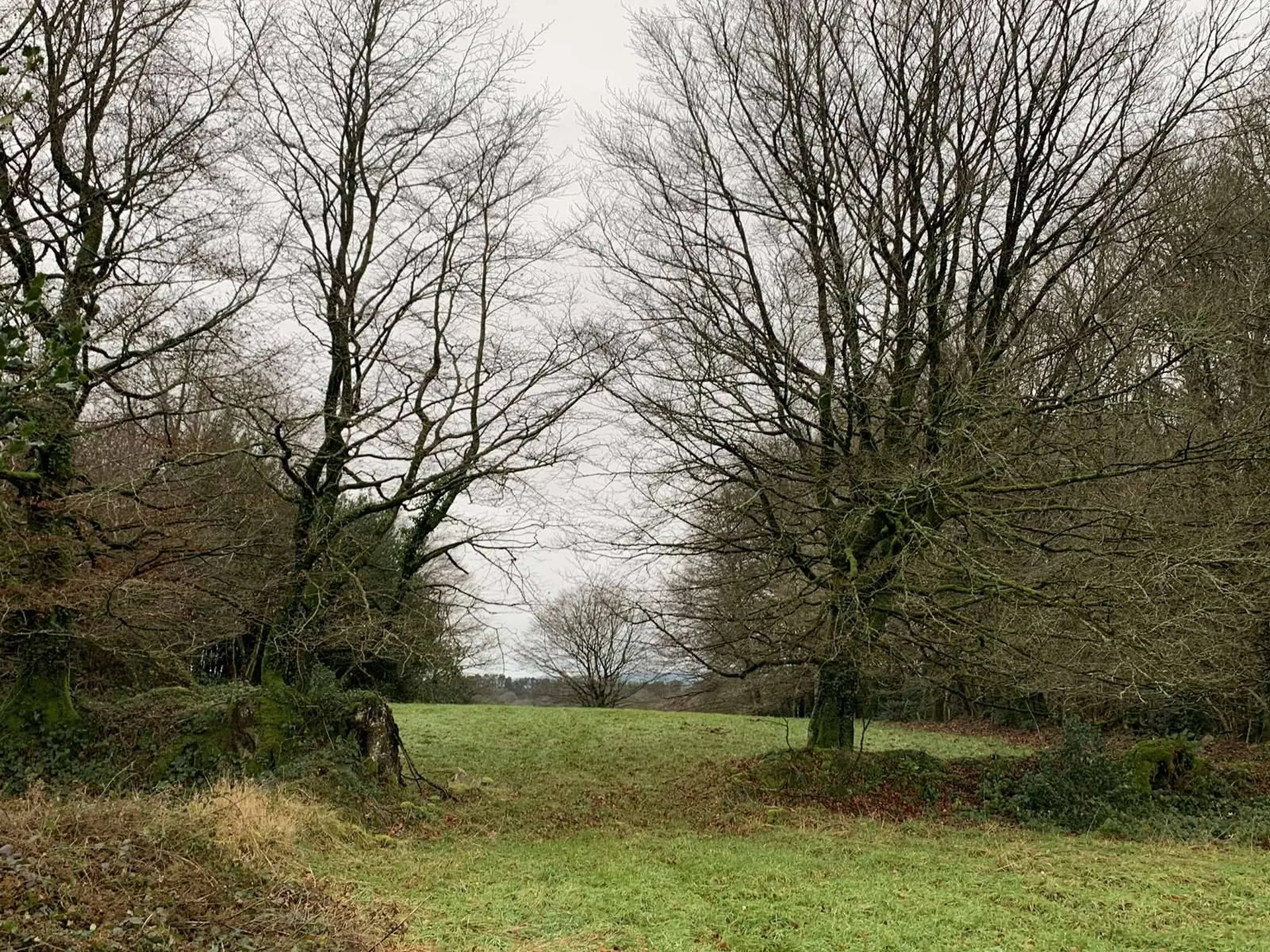 Région SOURDEVAL (MANCHE) Parcelles d'herbage et bois taillis sur 9 HA 10 A