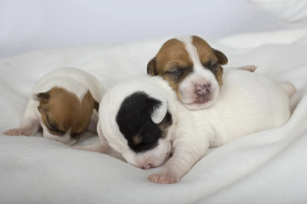 Chiots JACK RUSSELL TERRIER L.O.F. à Avignon