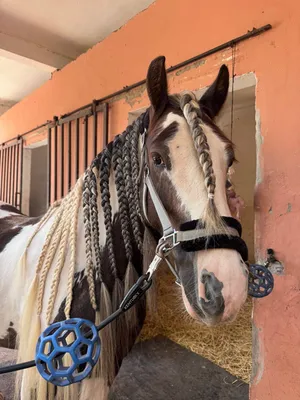 communication animale lyon