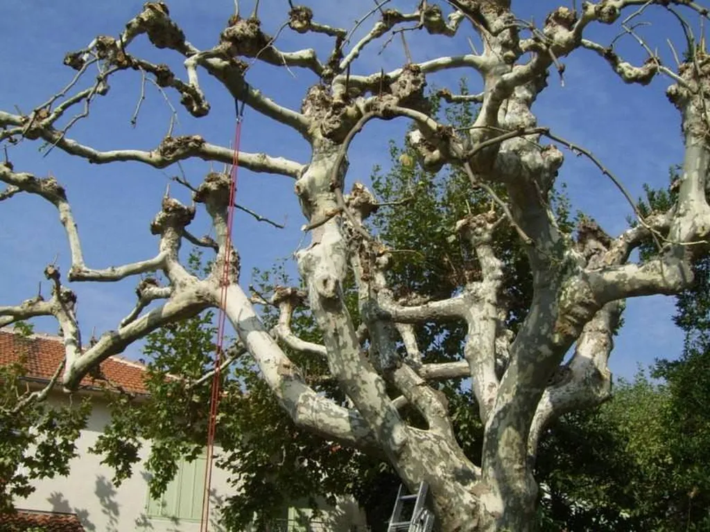 Elagage d'un Platane avec une taille particulière par le paysagiste Rouvier Romain de Aix en Provence.