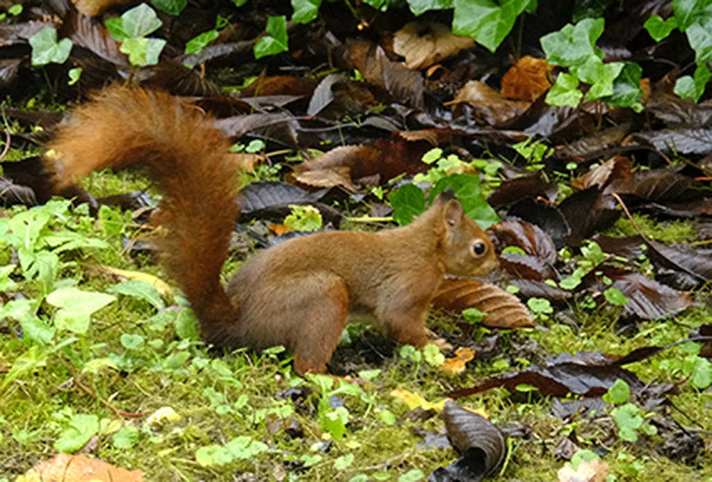 jardin au calme avec écureuil helix immobilier 