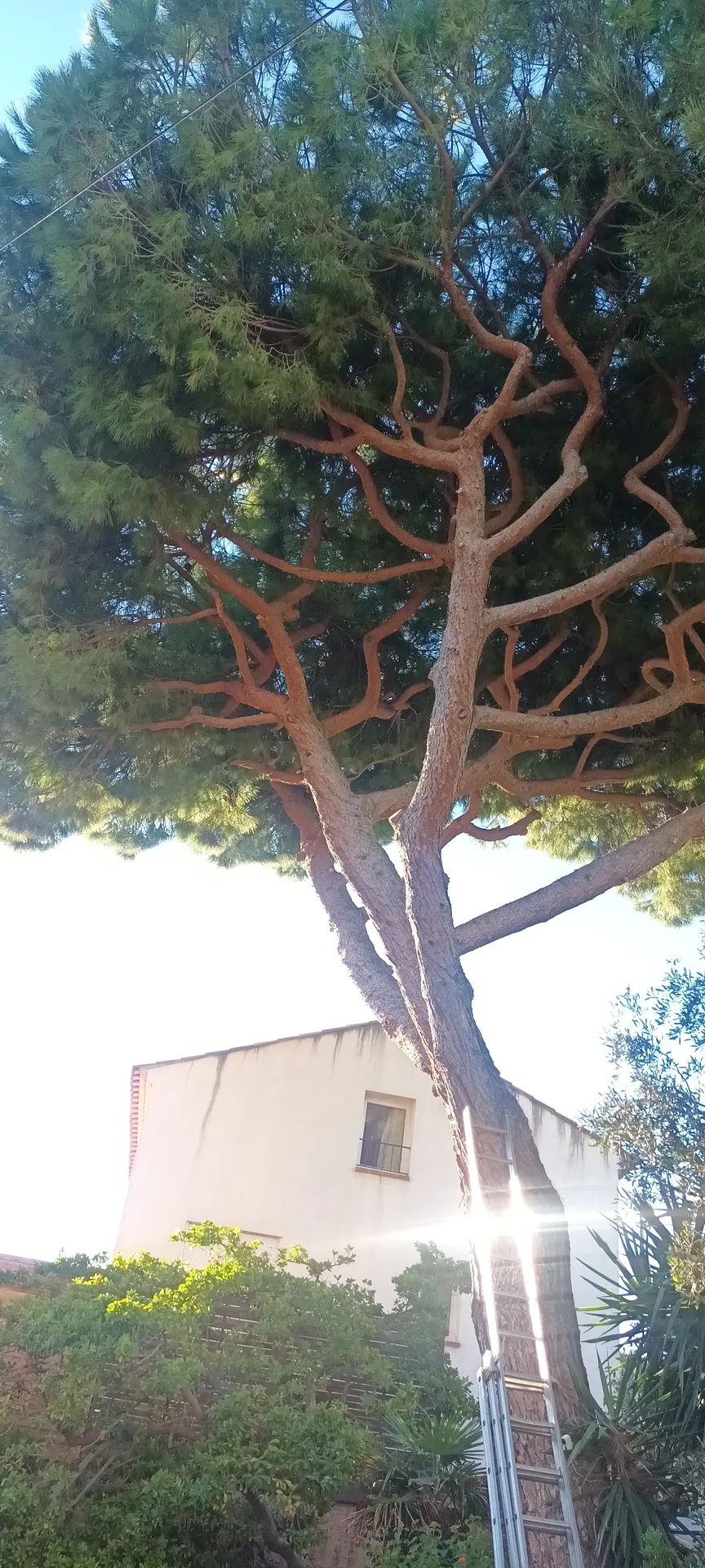 Élagage de pins dans le 8ème à la pointe rouge à Marseille. 