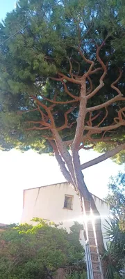Élagage de pins dans le 8ème à la pointe rouge à Marseille. 