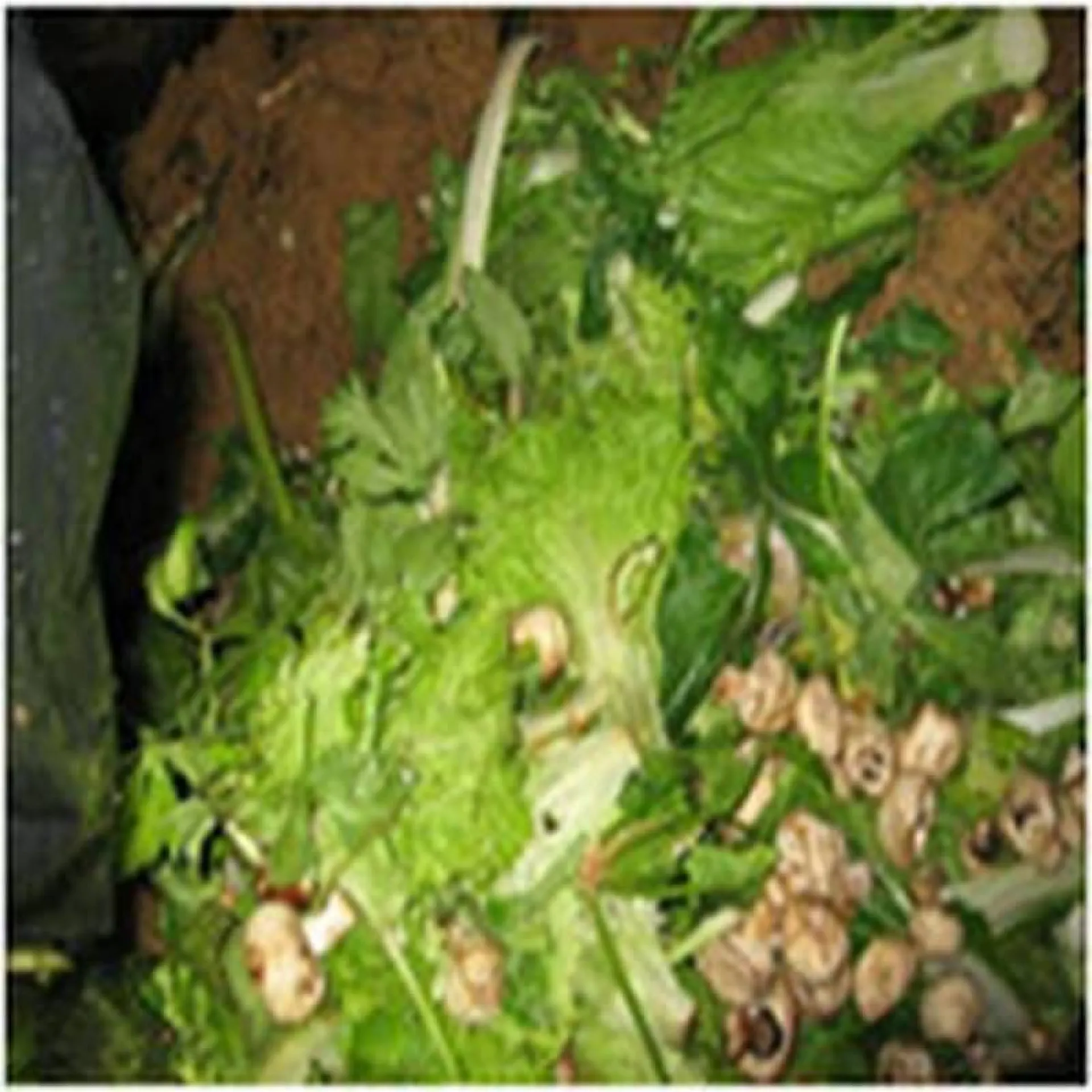 L'eco-digesteur réduit les dechets alimentaires organiques en compost