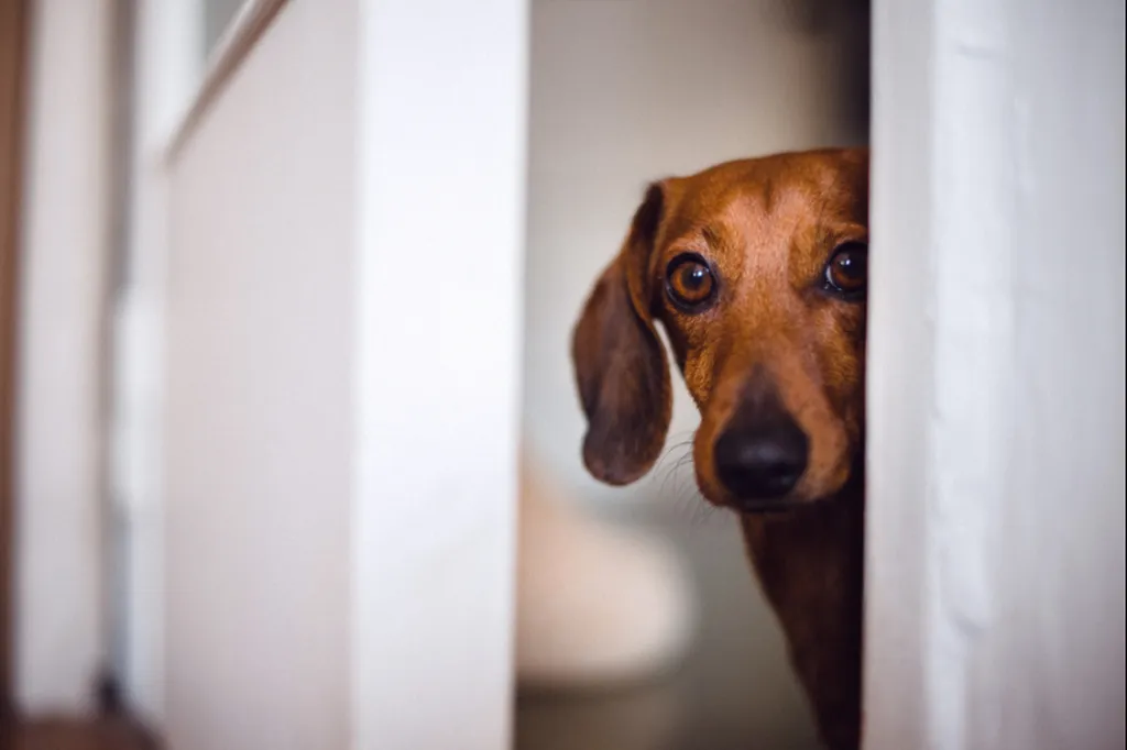 Comprendre la perception du temps chez le chien à Paris avec Valérie Guillet, grâce à la constellation animale intuitive