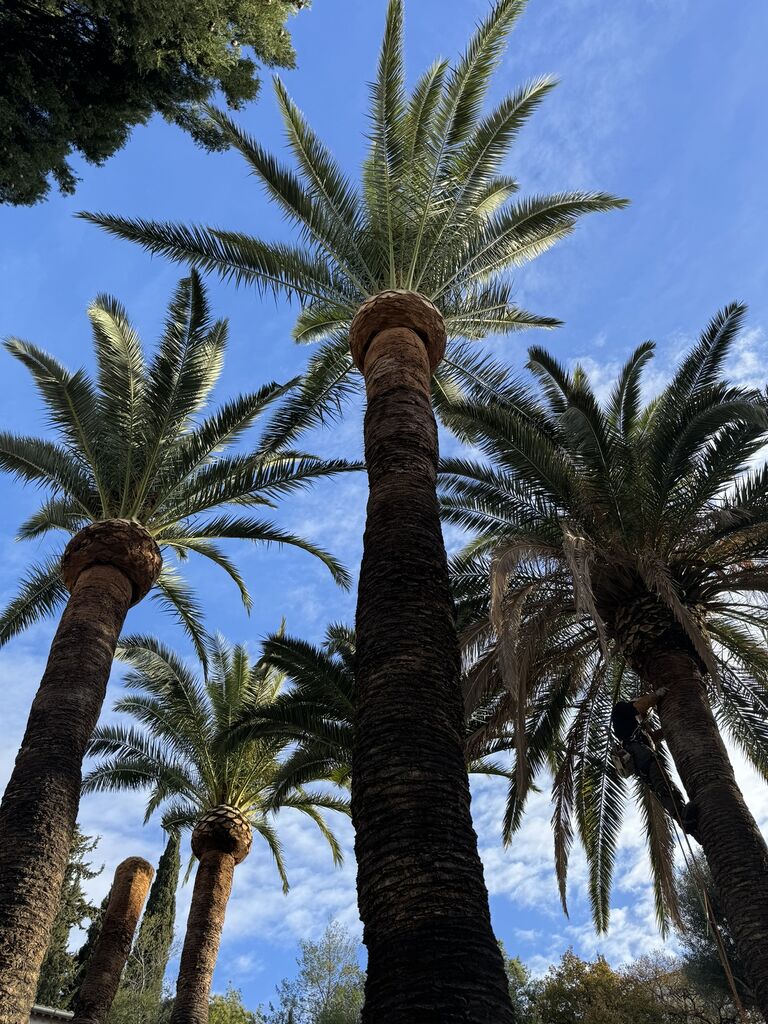 Elagage de palmiers phoenix de grande taille dans une villa à Toulon