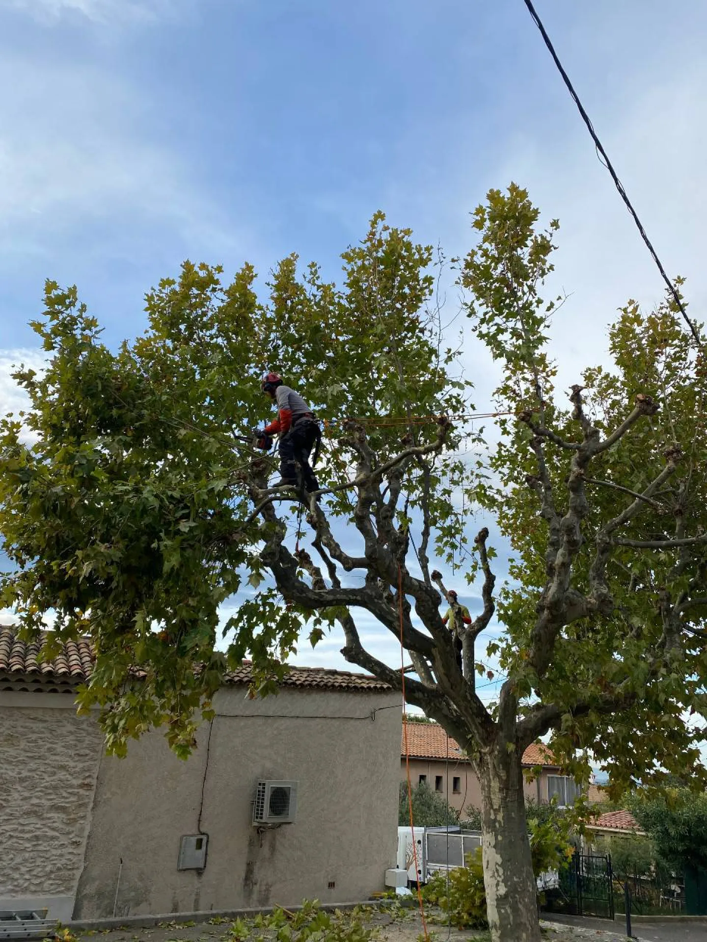 paysagiste pour élagage de platane en tete de chat a la fare les oliviers