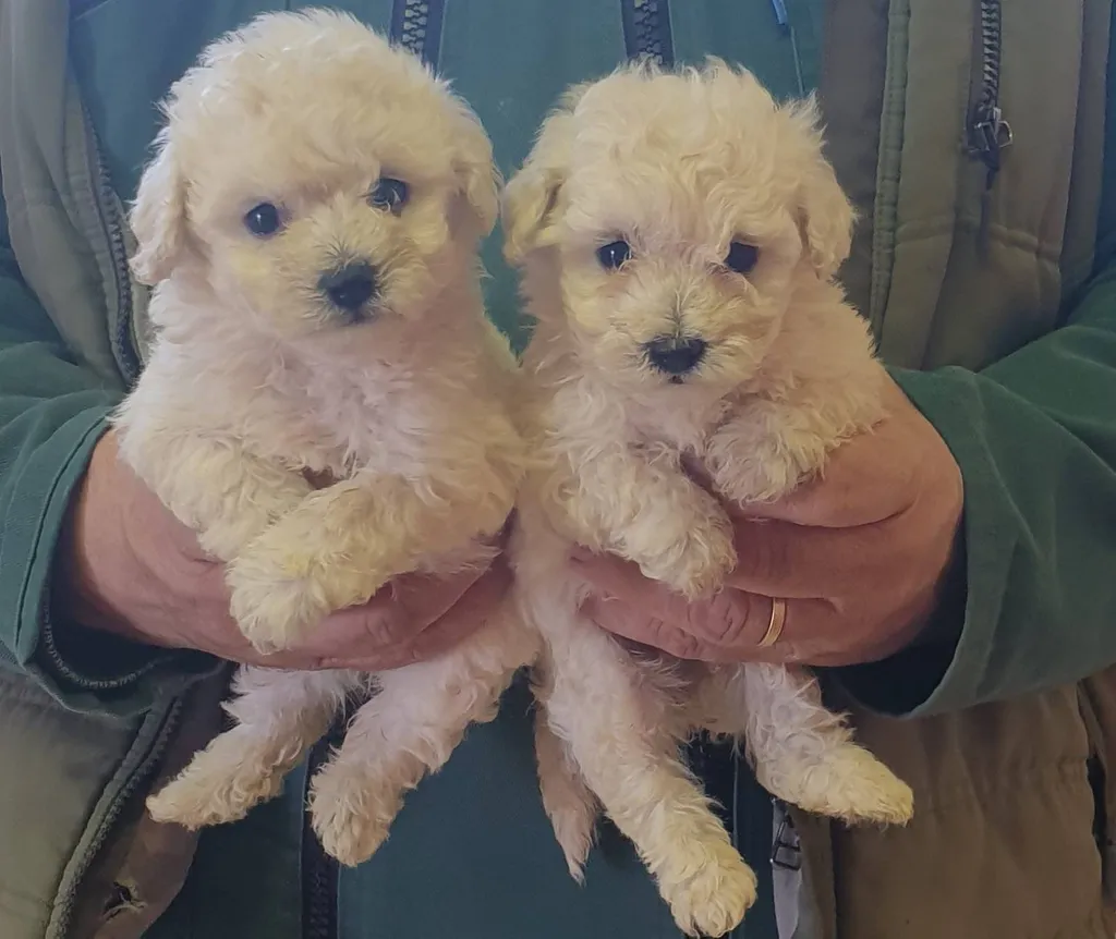 Chiots Bichon Frisé LOF à Avignon (PACA) – Portée née en janvier 2026