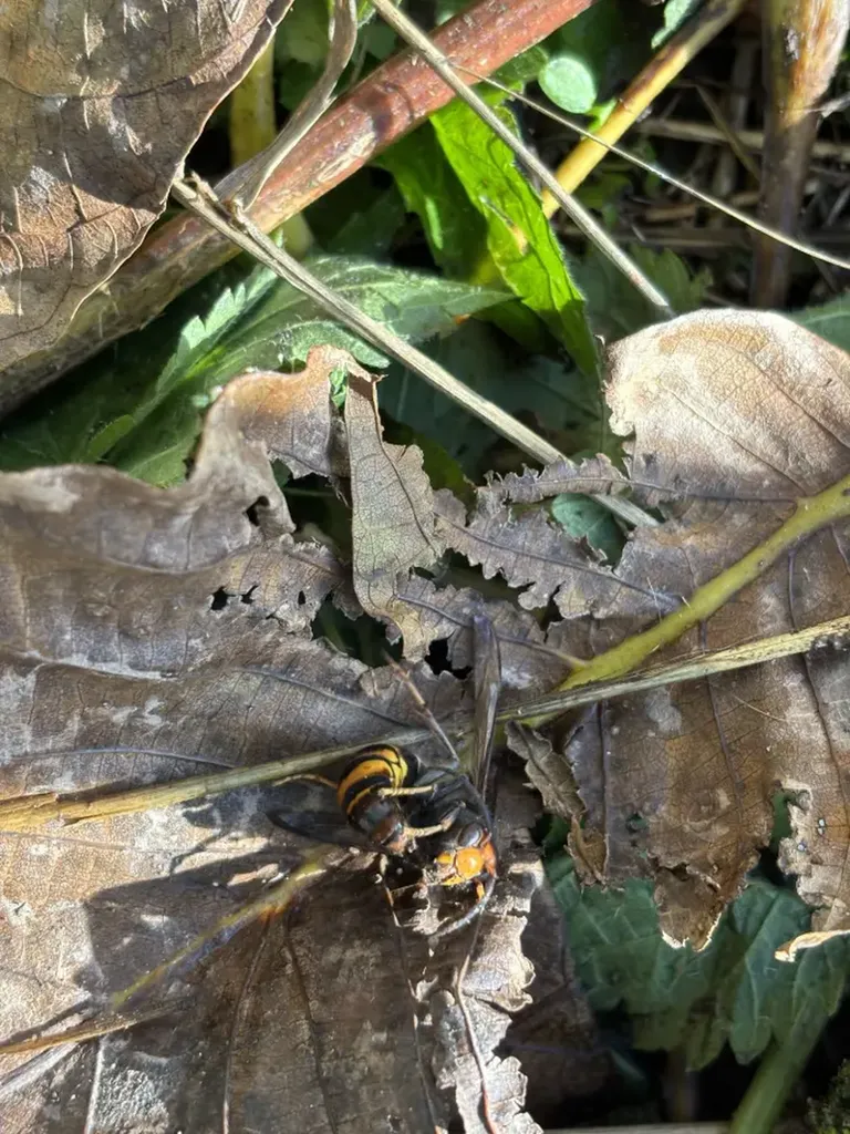 Destruction d'un nid de frelon à Cluny à plus de 12 mètres : intervention d'urgence pour une zone agricole