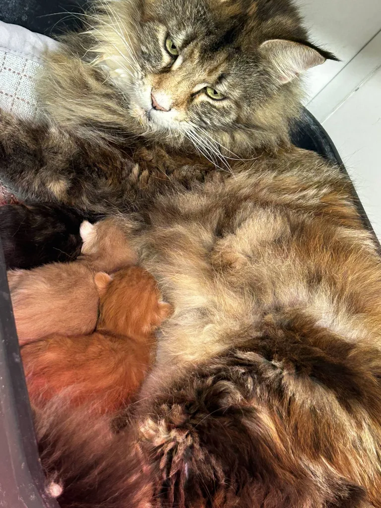 VENTE chatons Mâles et femelles MAÏNE COON LOOF Avignon Vaucluse PACA
