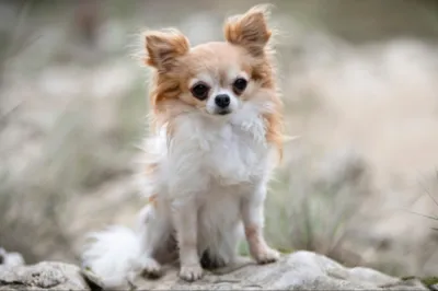 Valérie Guillet accompagne les chihuahuas anxieux et hypersensibles à Nice, grâce à la constellation animale intuitive.