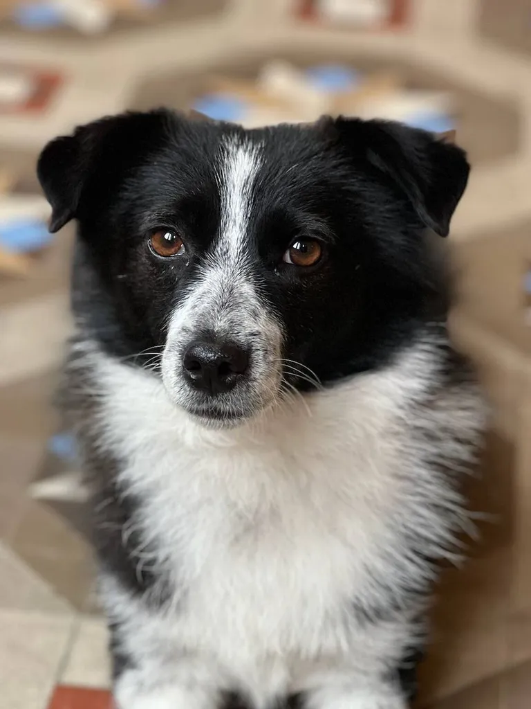 petit berger chien de roumanie sur le bassin 