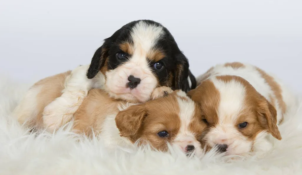 Achat de Chiots Cavalier King Charles L.O.F à Avignon