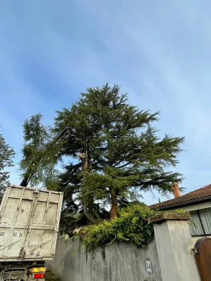 Abattage d'un arbre dans le Gard par démontage