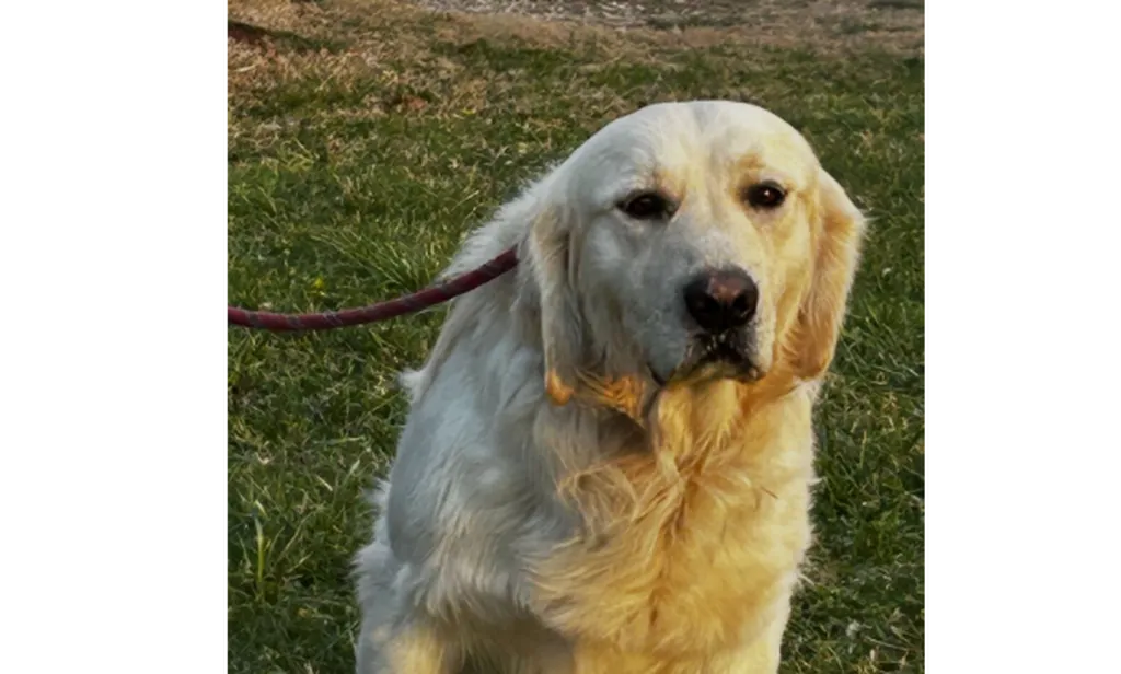 Chiots Golden Retriever LOF disponibles – portée née le 17 avril 2026