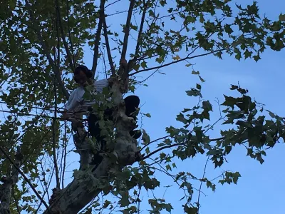 Elagage de platanes à Avignon (84), réalisé par notre équipe d'élagueurs grimpeurs experts