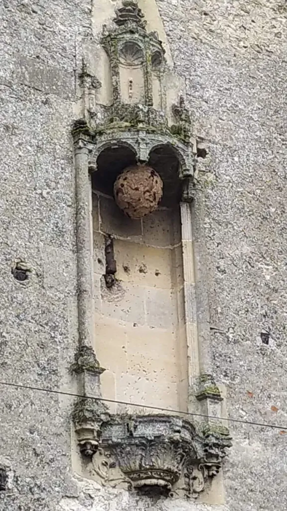 Traitement d’un nid de frelons asiatiques à Marseille centre ville