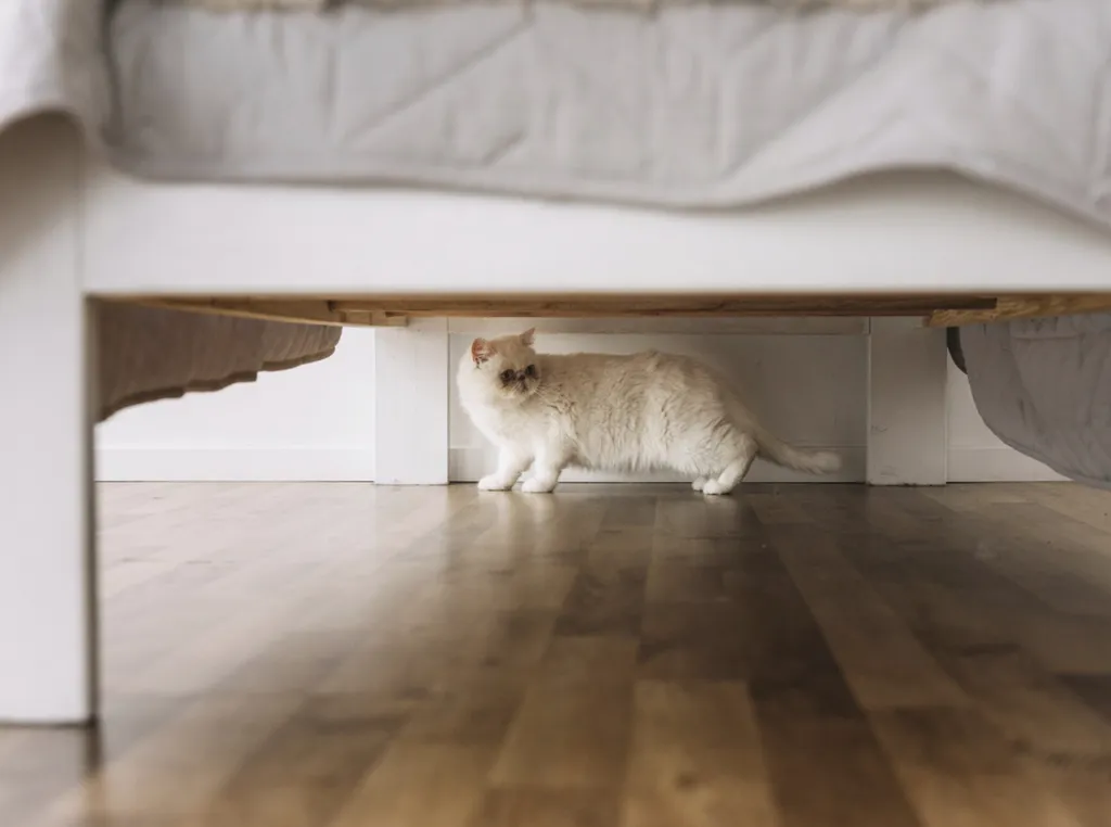 Désinsectisation préventive et curative contre les puces dans les maisons et les appartements à Toulouse et en Haute-Garonne