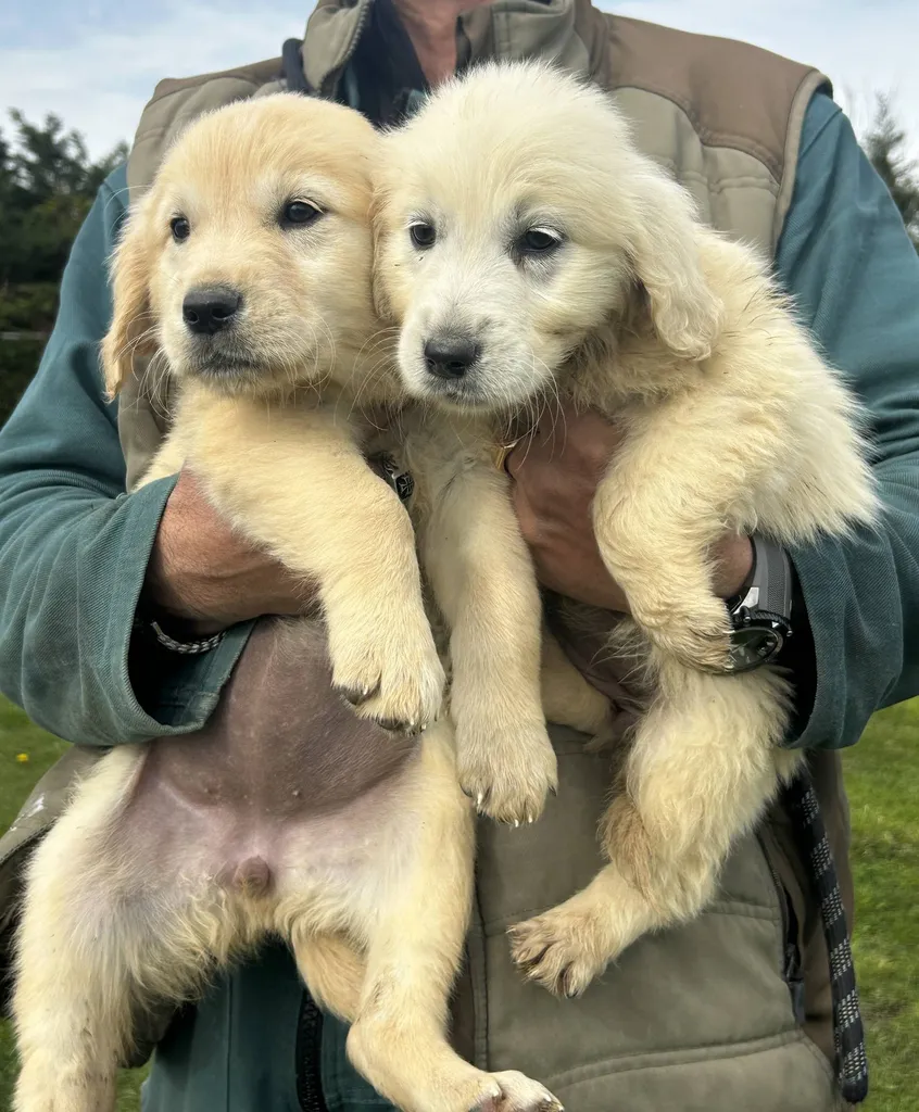 CHIOTS MALES ET FEMELLES RACE GOLDEN RETRIEVER INSCRITS AU LOF VAUCLUSE PACA