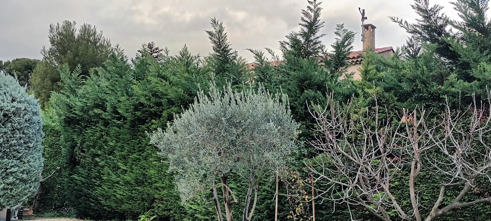 Taille d'un jardin à vaufreges 9ème à Marseille. 