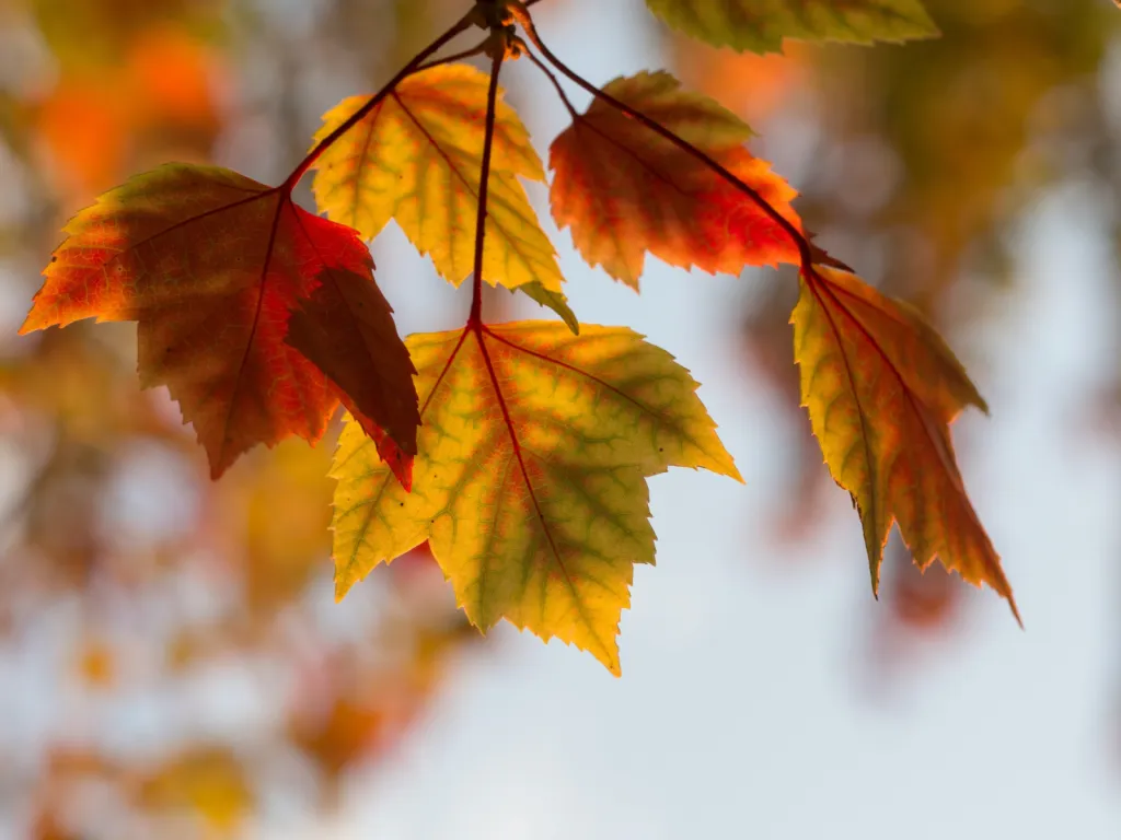 Que fait-on dans son jardin en ce mois d’octobre ?