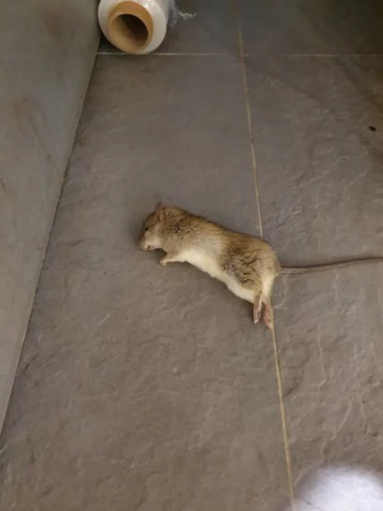 Que faire en cas d’infestation de rats, souris et mulots dans votre habitation dans les Bouches du Rhône ?